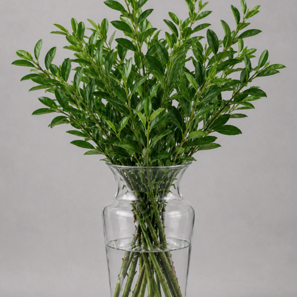 Cocculus