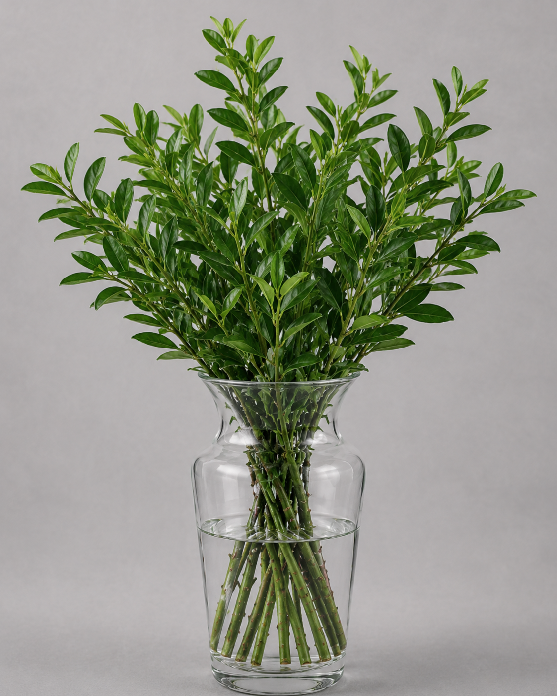 Cocculus