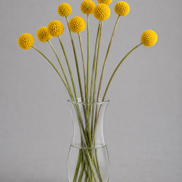 Craspedia Yellow