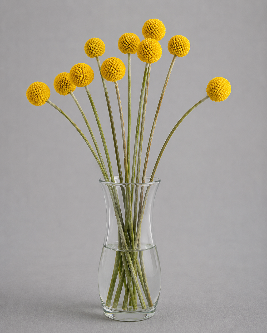 Craspedia Yellow