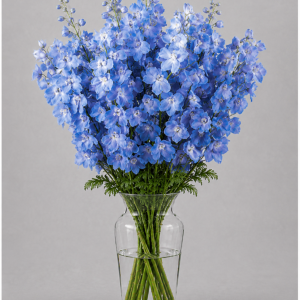 Delphinium