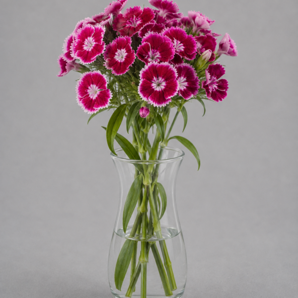 Dianthus