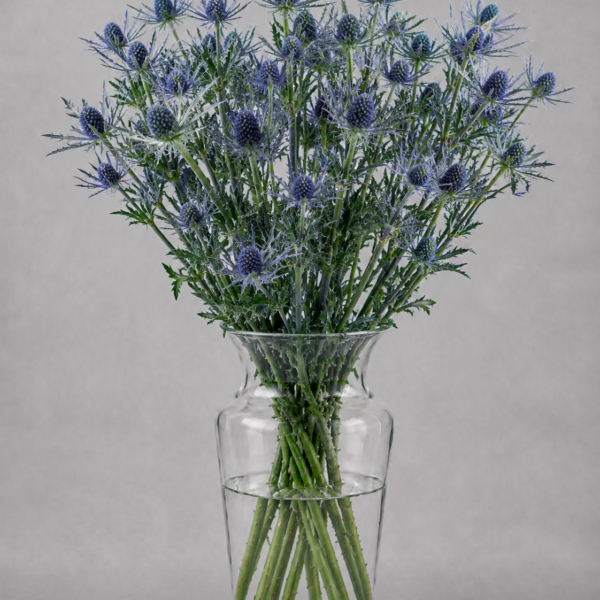 Eryngium