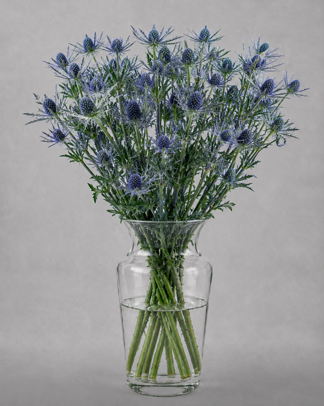 Eryngium