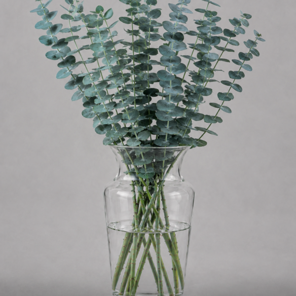 Eucalyptus Baby Blue