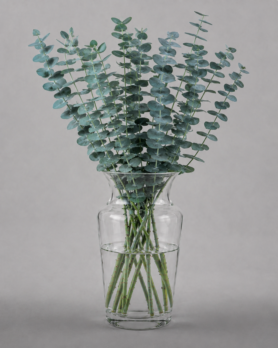 Eucalyptus Baby Blue
