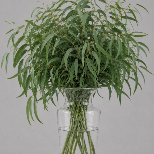 Eucalyptus Nicholli