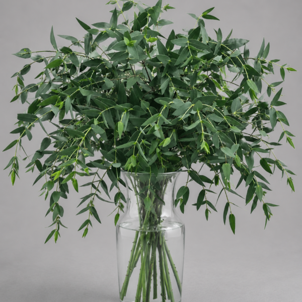 Eucalyptus Parvifolia