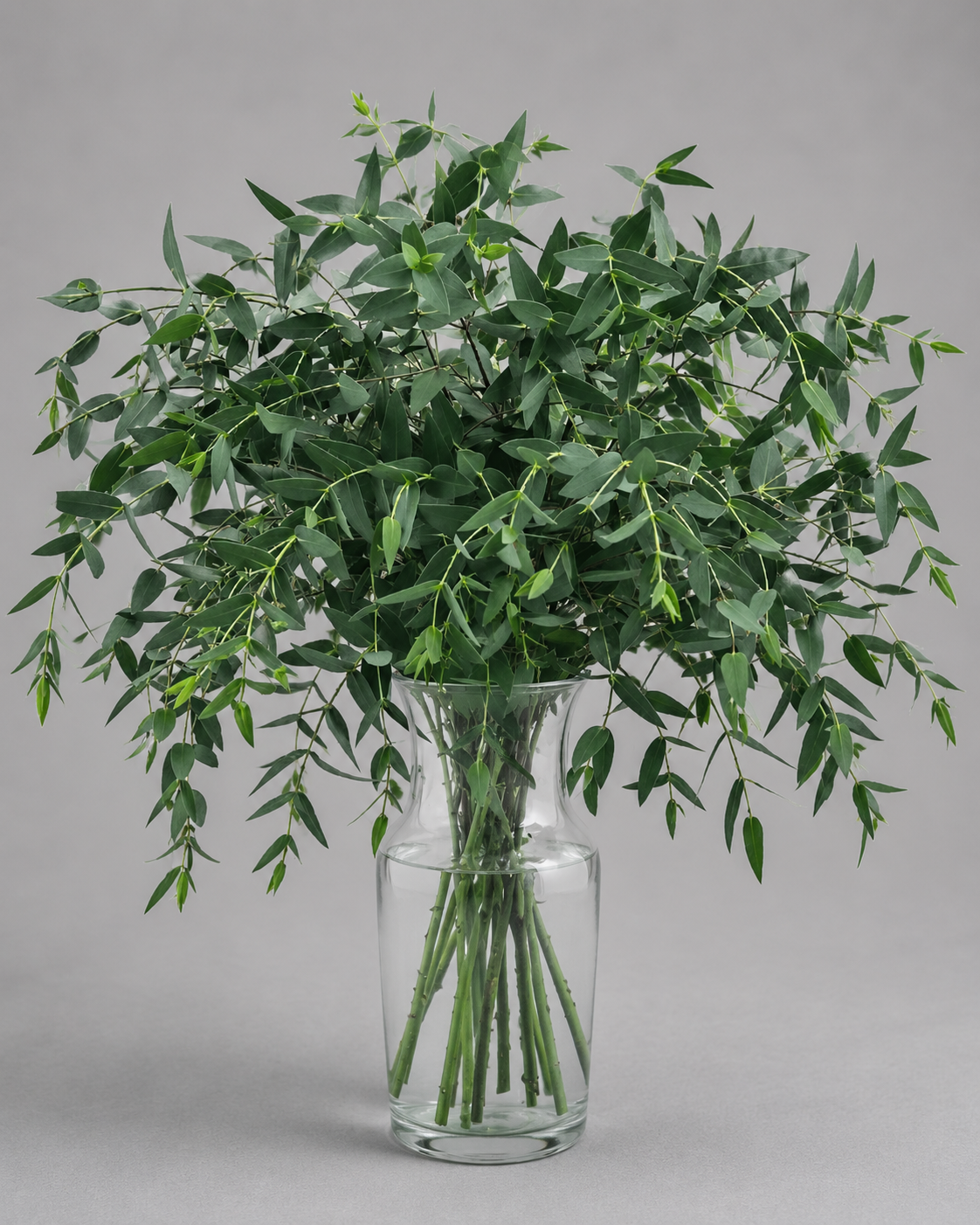 Eucalyptus Parvifolia