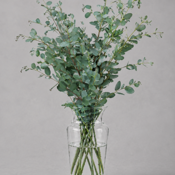 Eucalyptus Polyanthemos