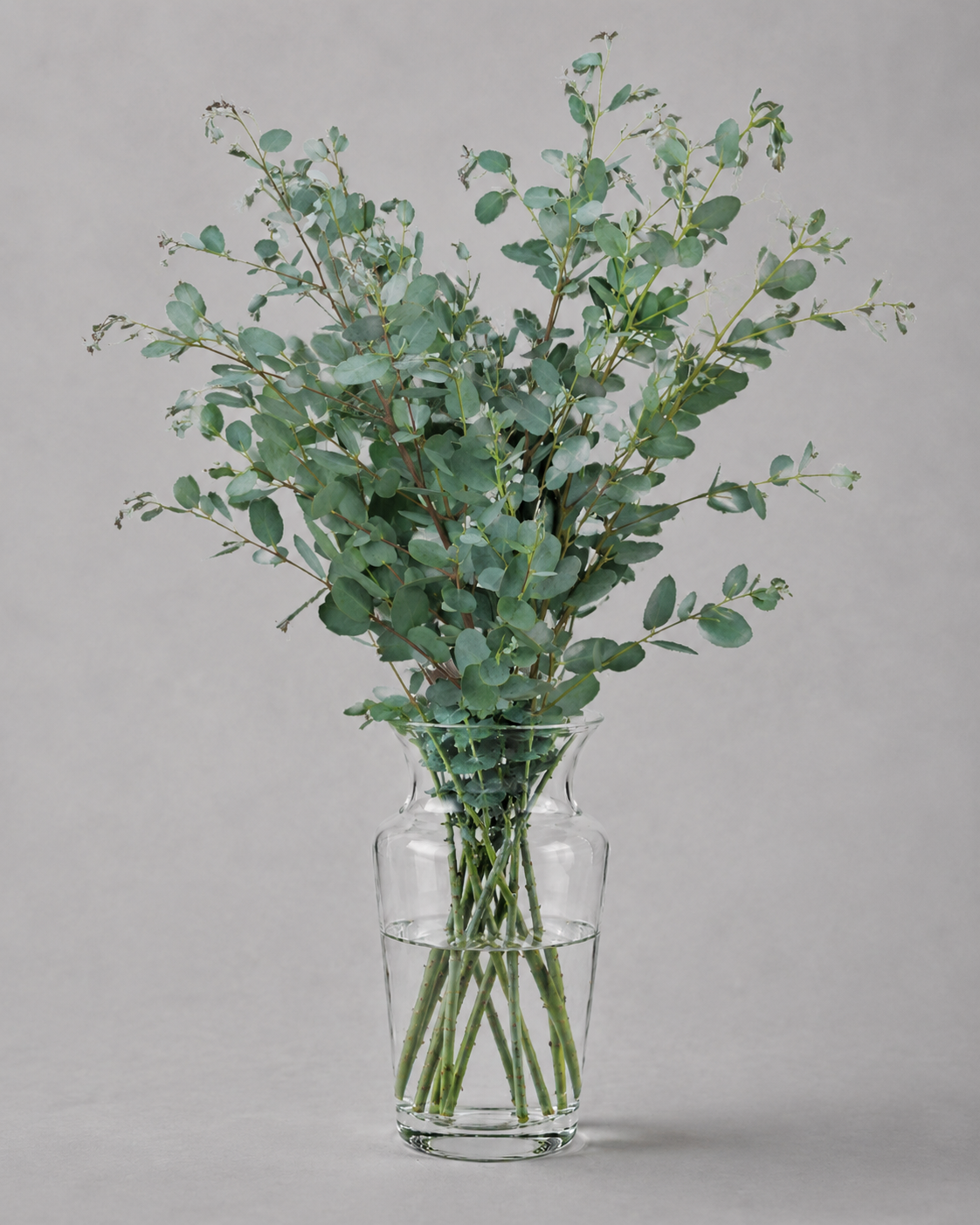 Eucalyptus Polyanthemos