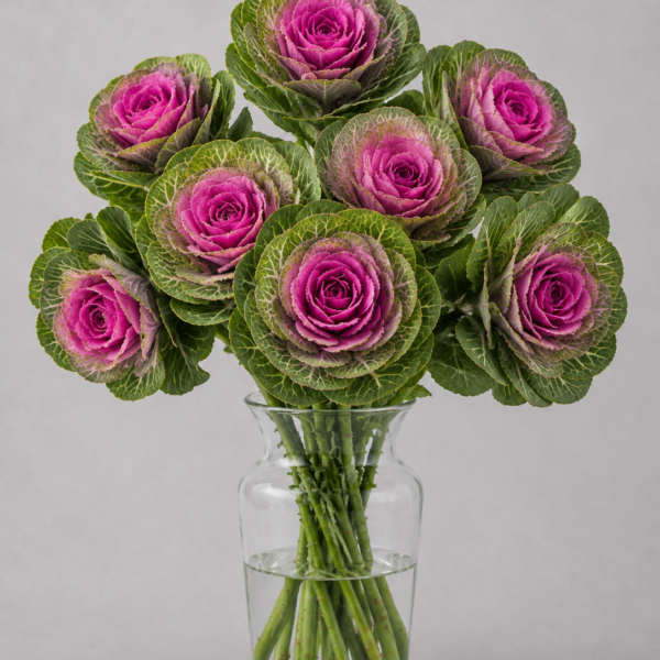 Ornamental Kale