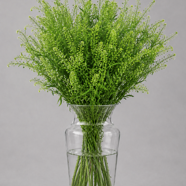Lepidium