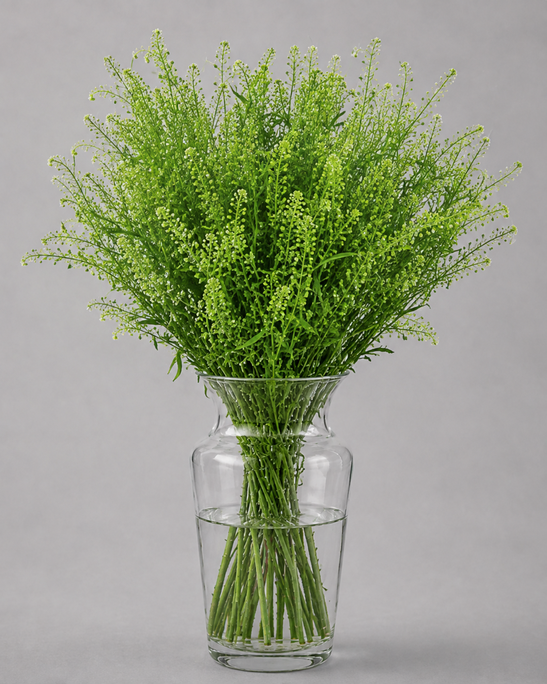 Lepidium