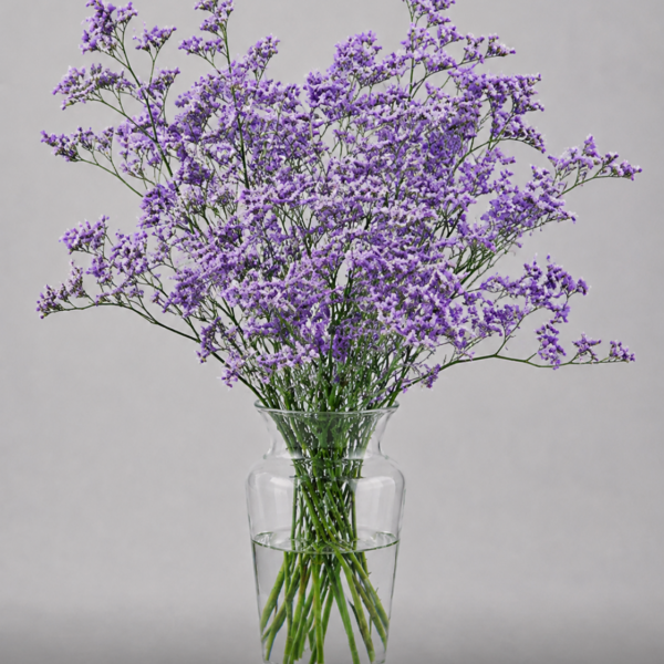Limonium