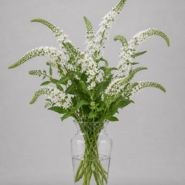 Lysimachia