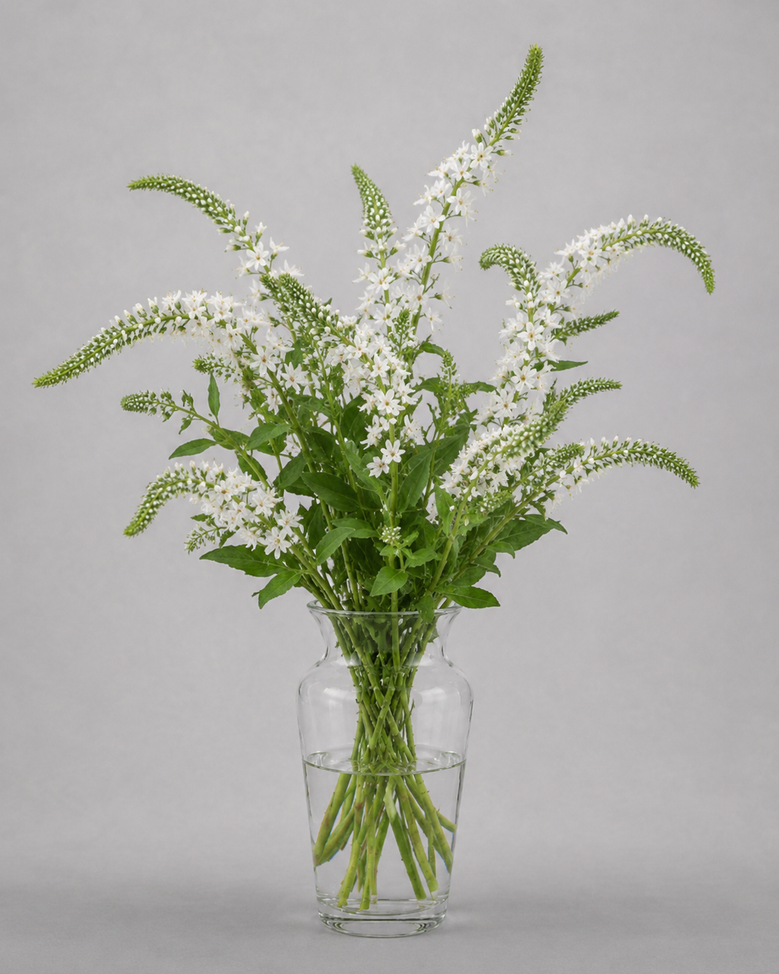 Lysimachia