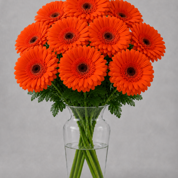 Orange Gerbera