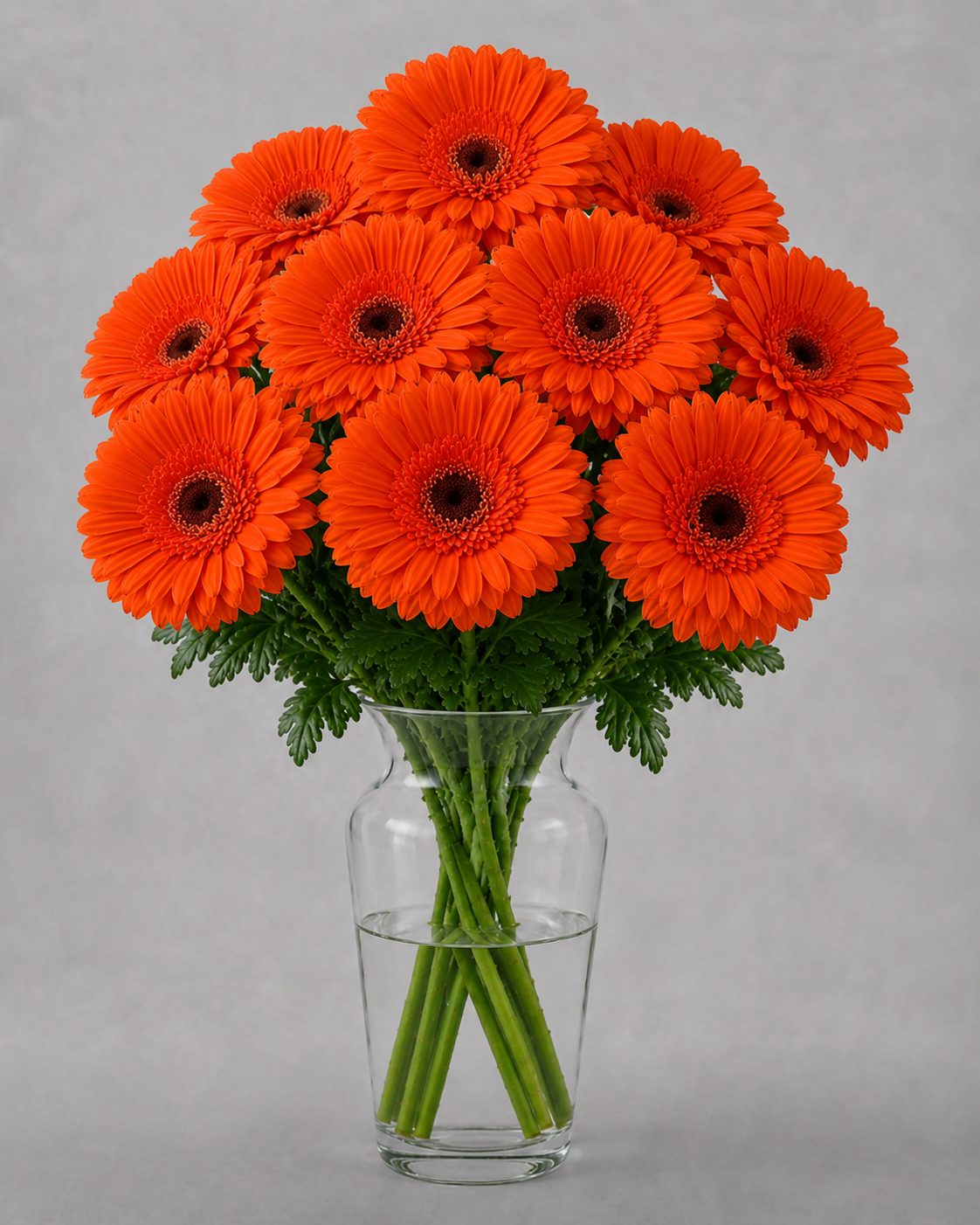 Orange Gerbera