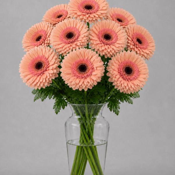 Peach Gerbera