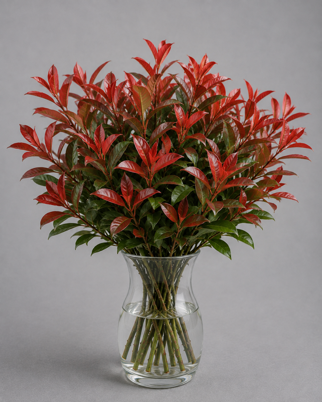 Photinia