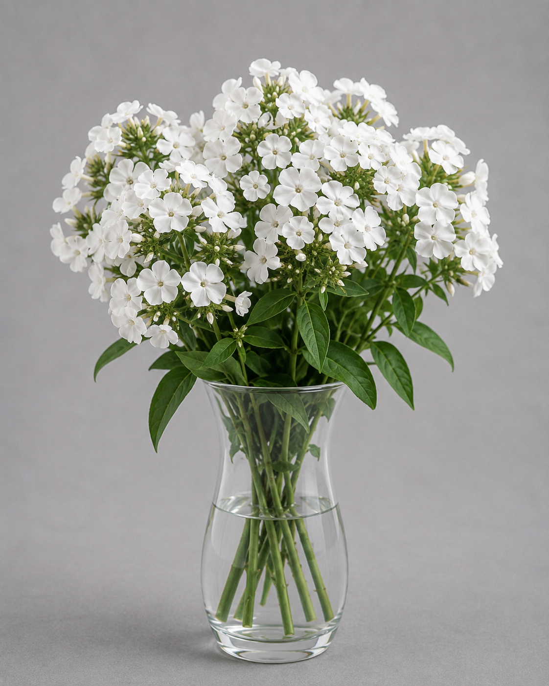 Phlox
