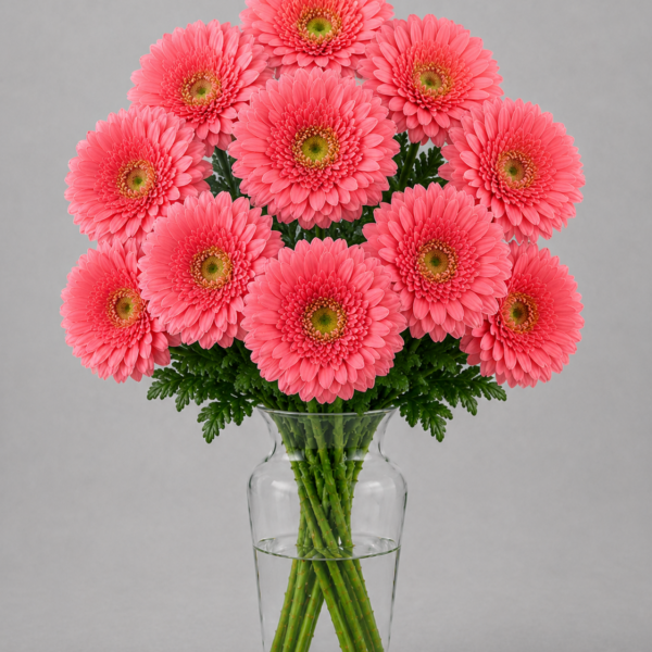Pink Gerbera