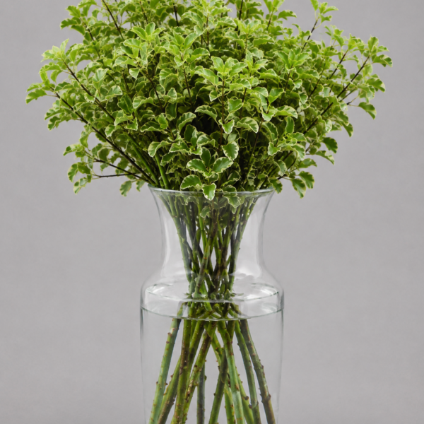 Pittosporum Italian