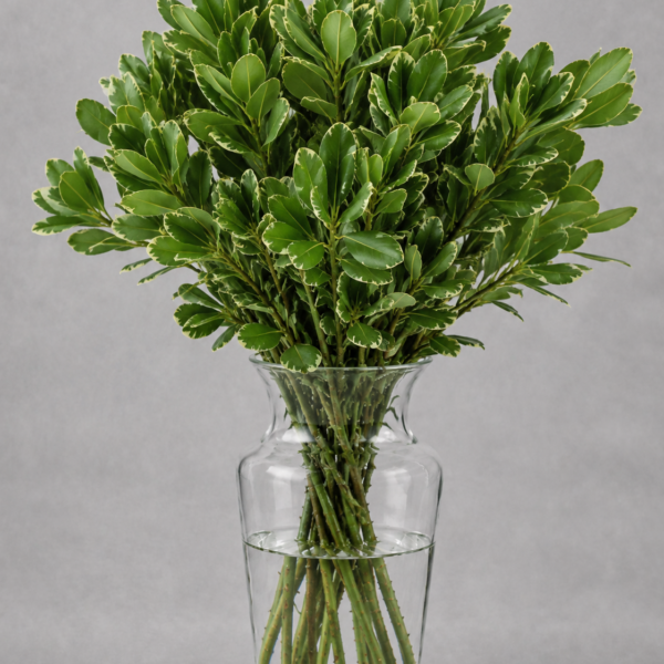 Pittosporum Variegated