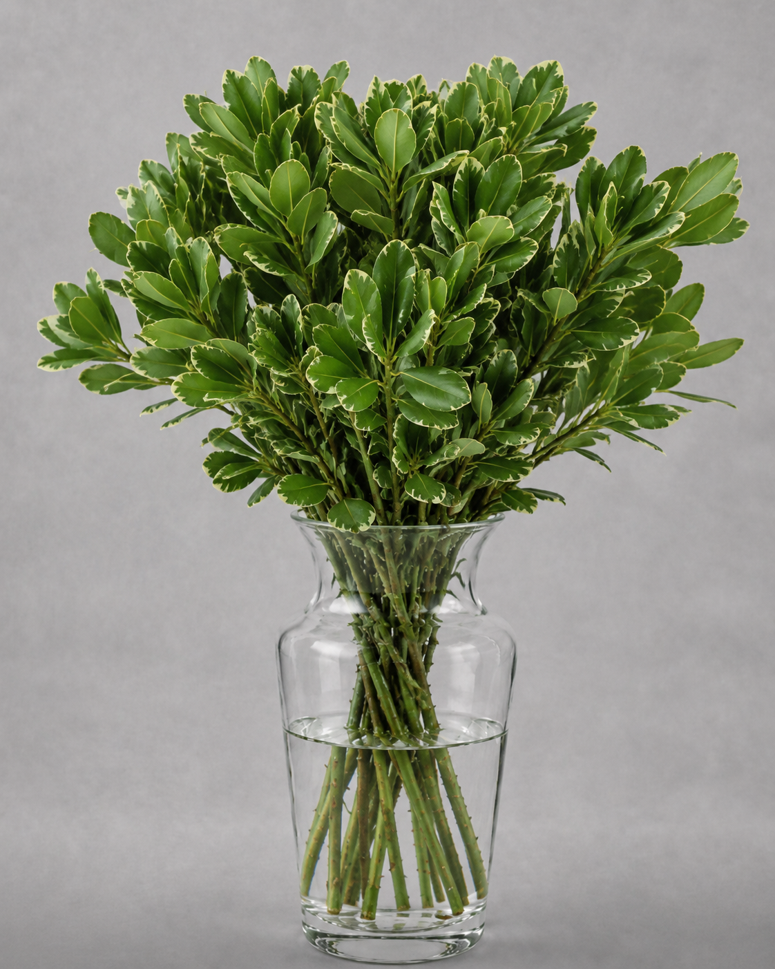 Pittosporum Variegated