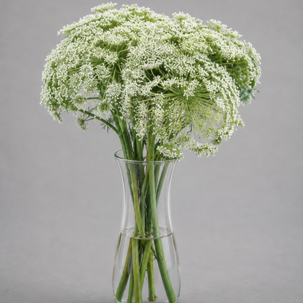 Queen Anne's Lace