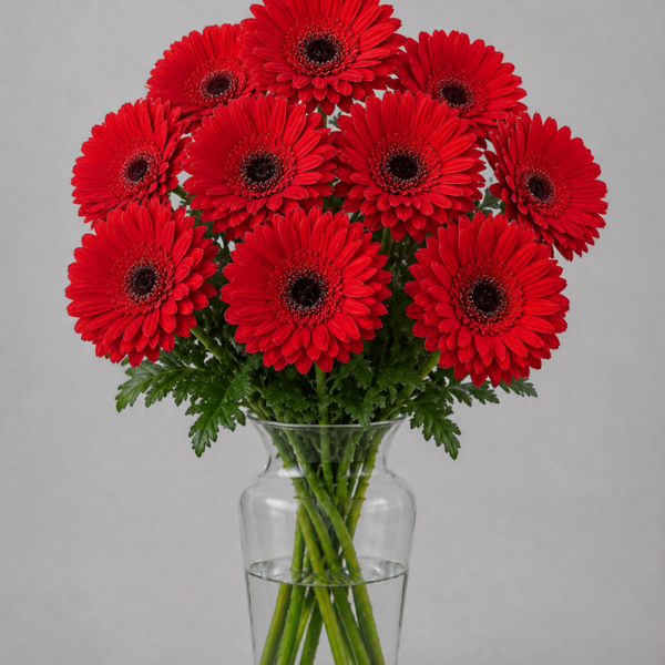 Red Gerbera