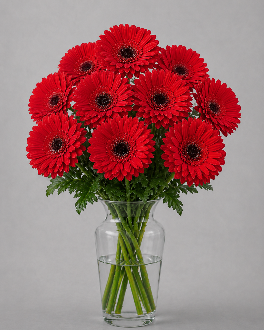Red Gerbera
