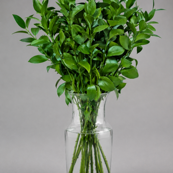 Ruscus