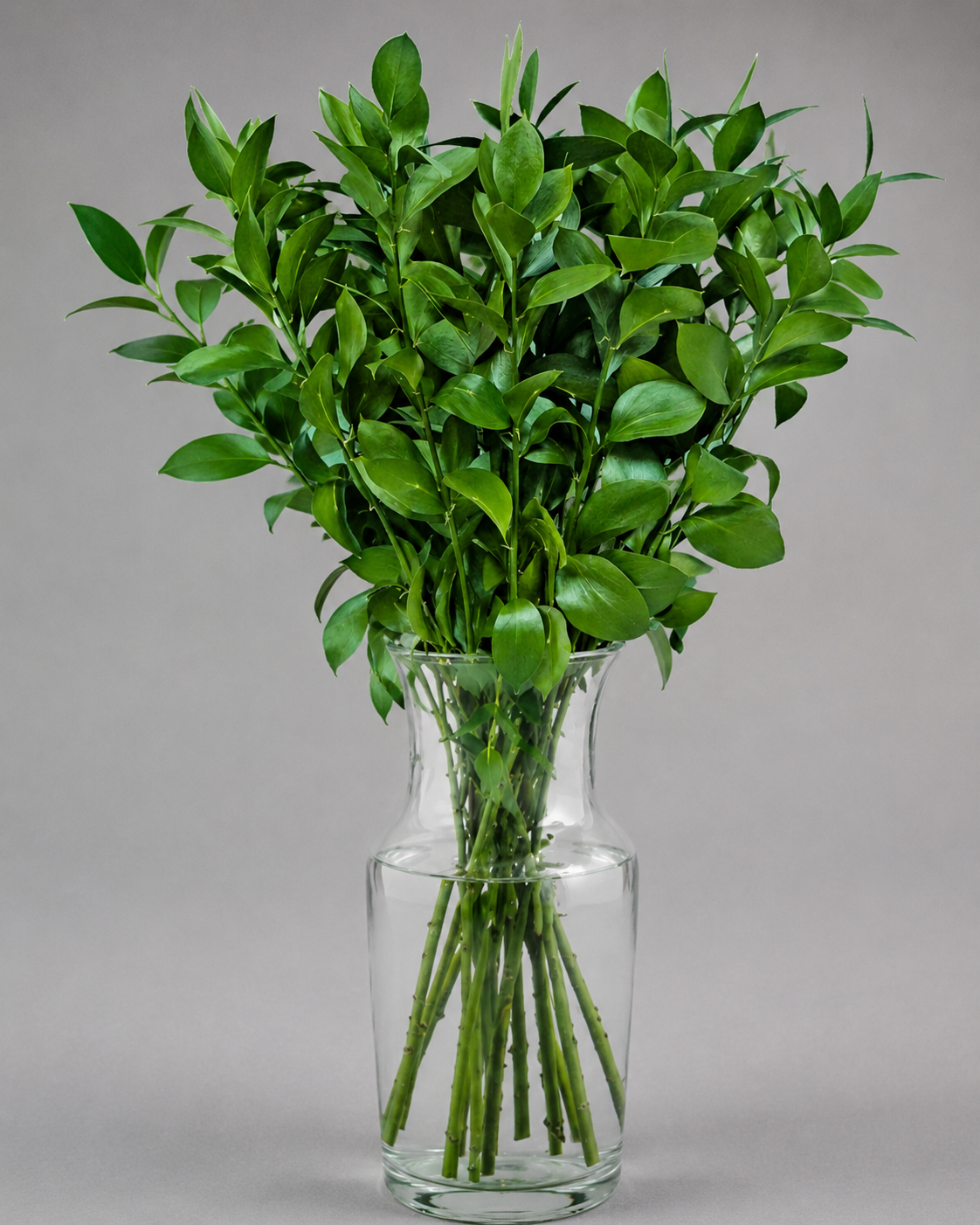 Ruscus