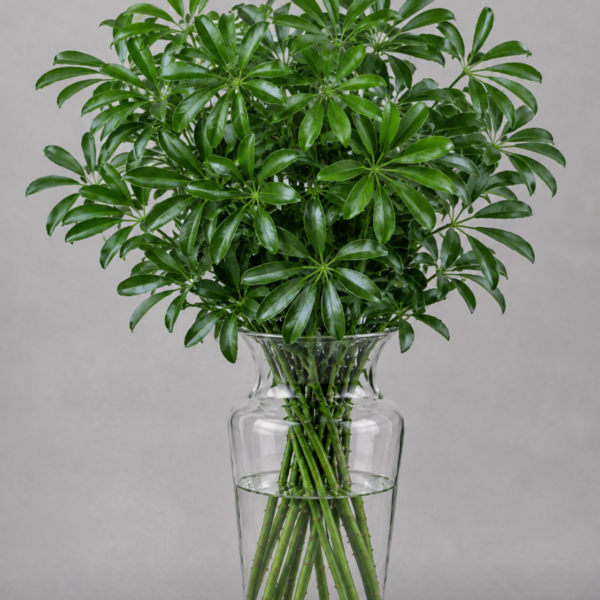 Schefflera