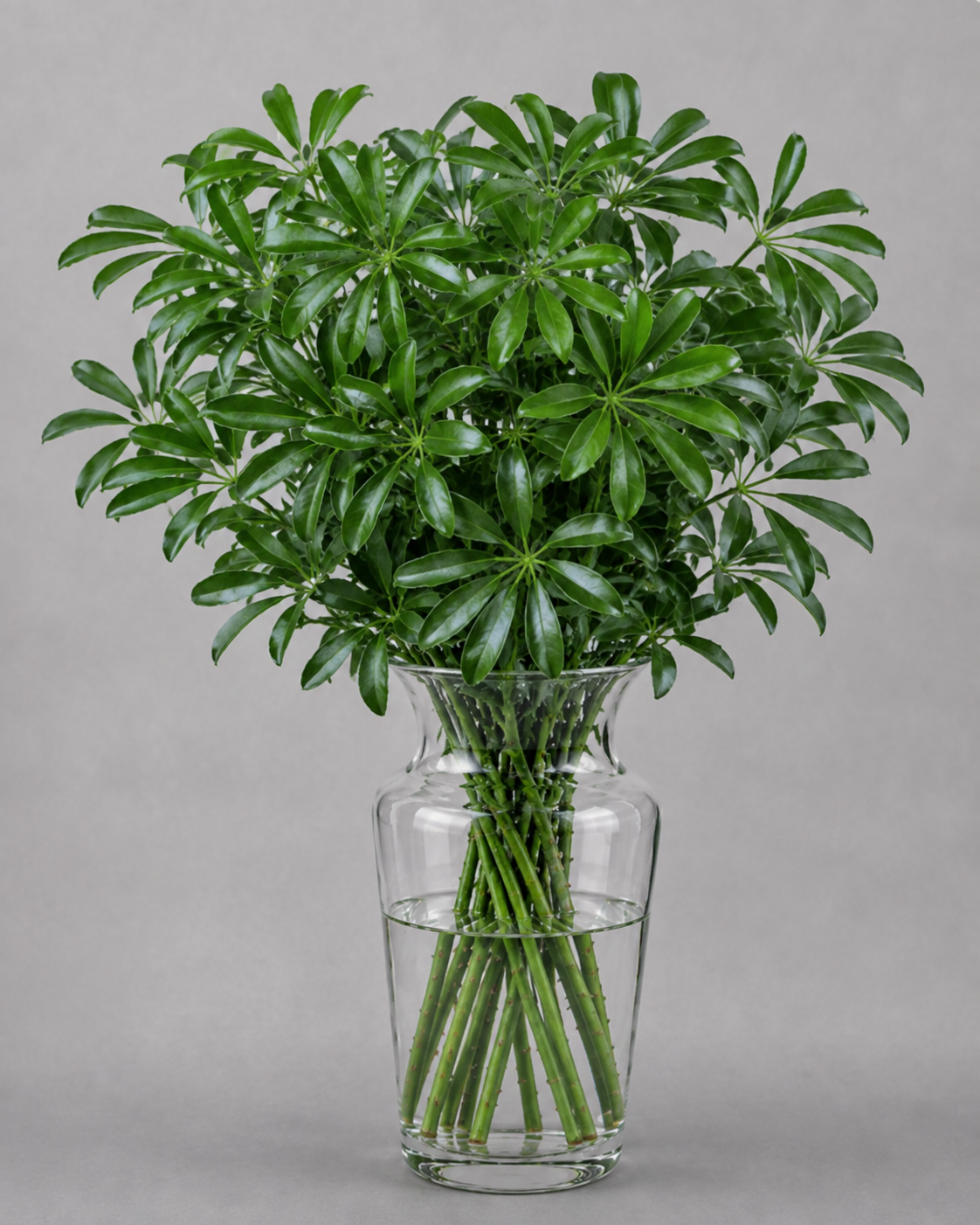 Schefflera