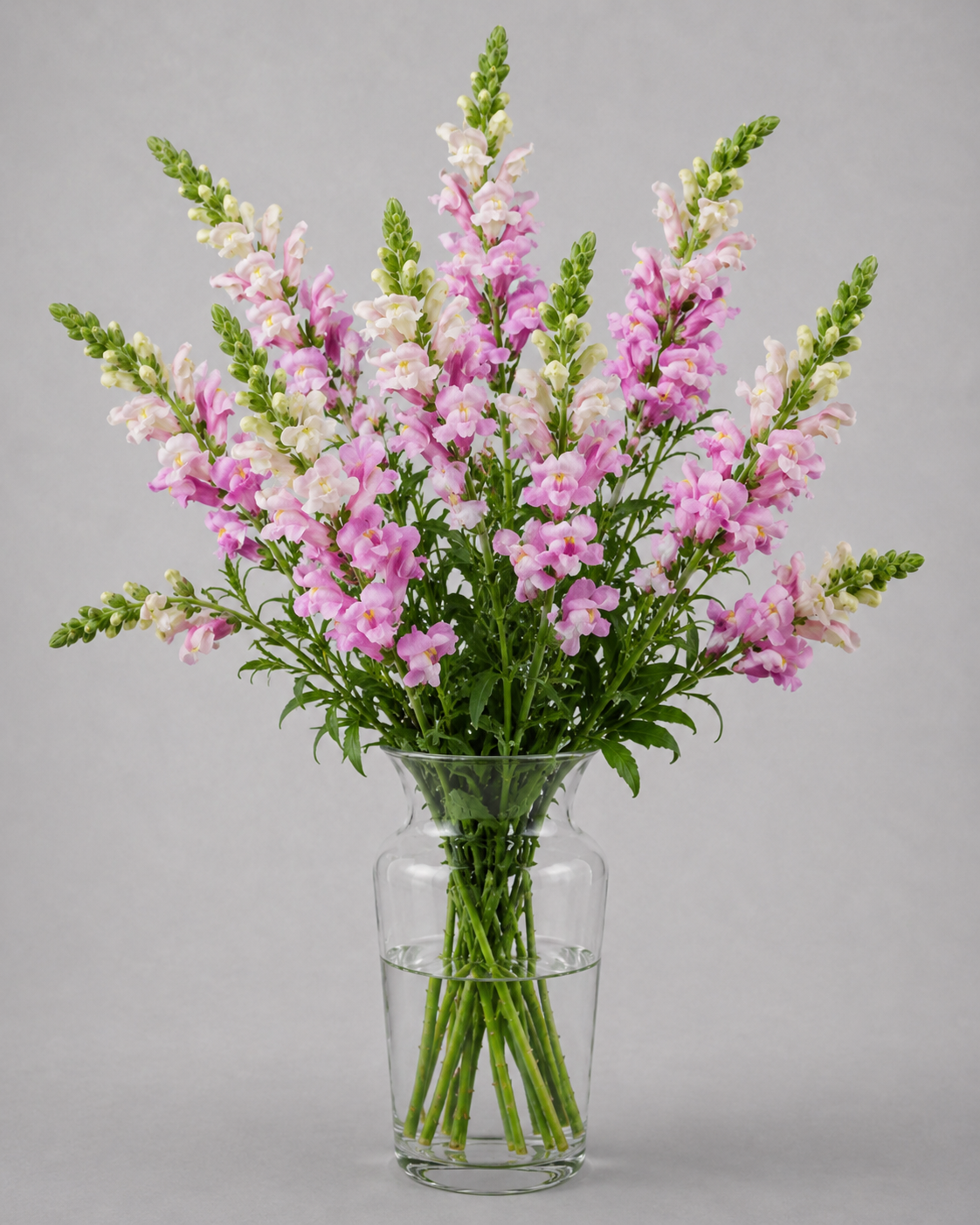 Snapdragon