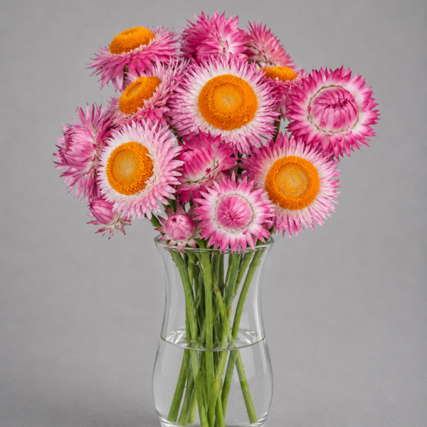 Strawflower