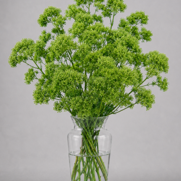 Green Trachelium