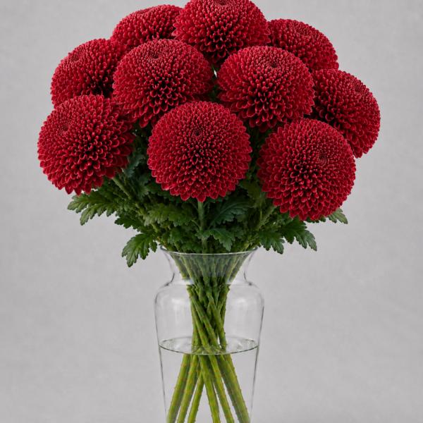 Vanya Red
