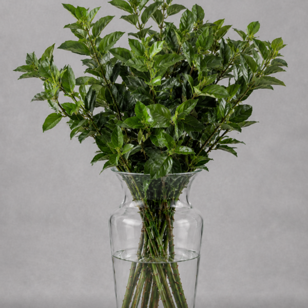 Viburnum