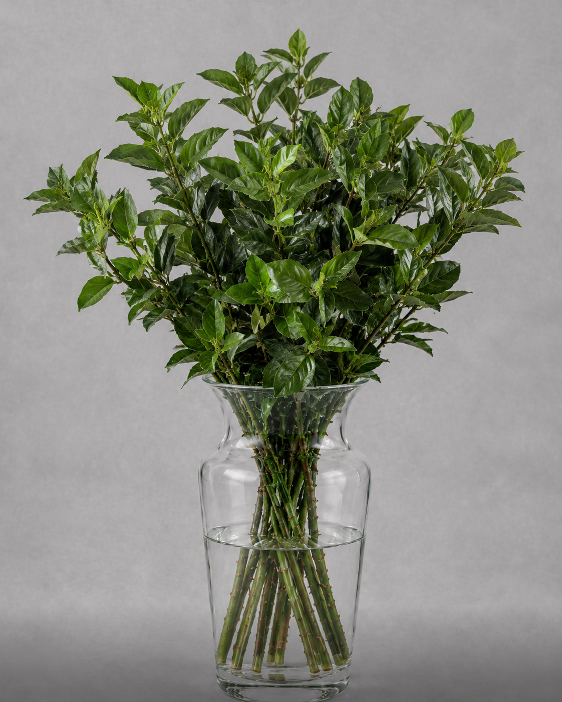 Viburnum