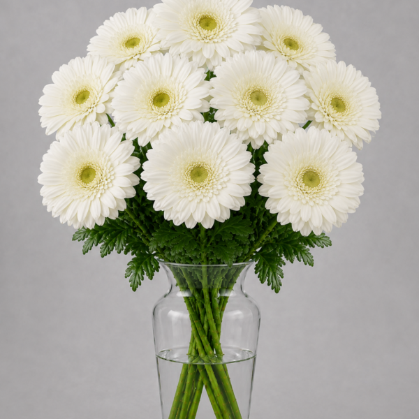 White Gerbera
