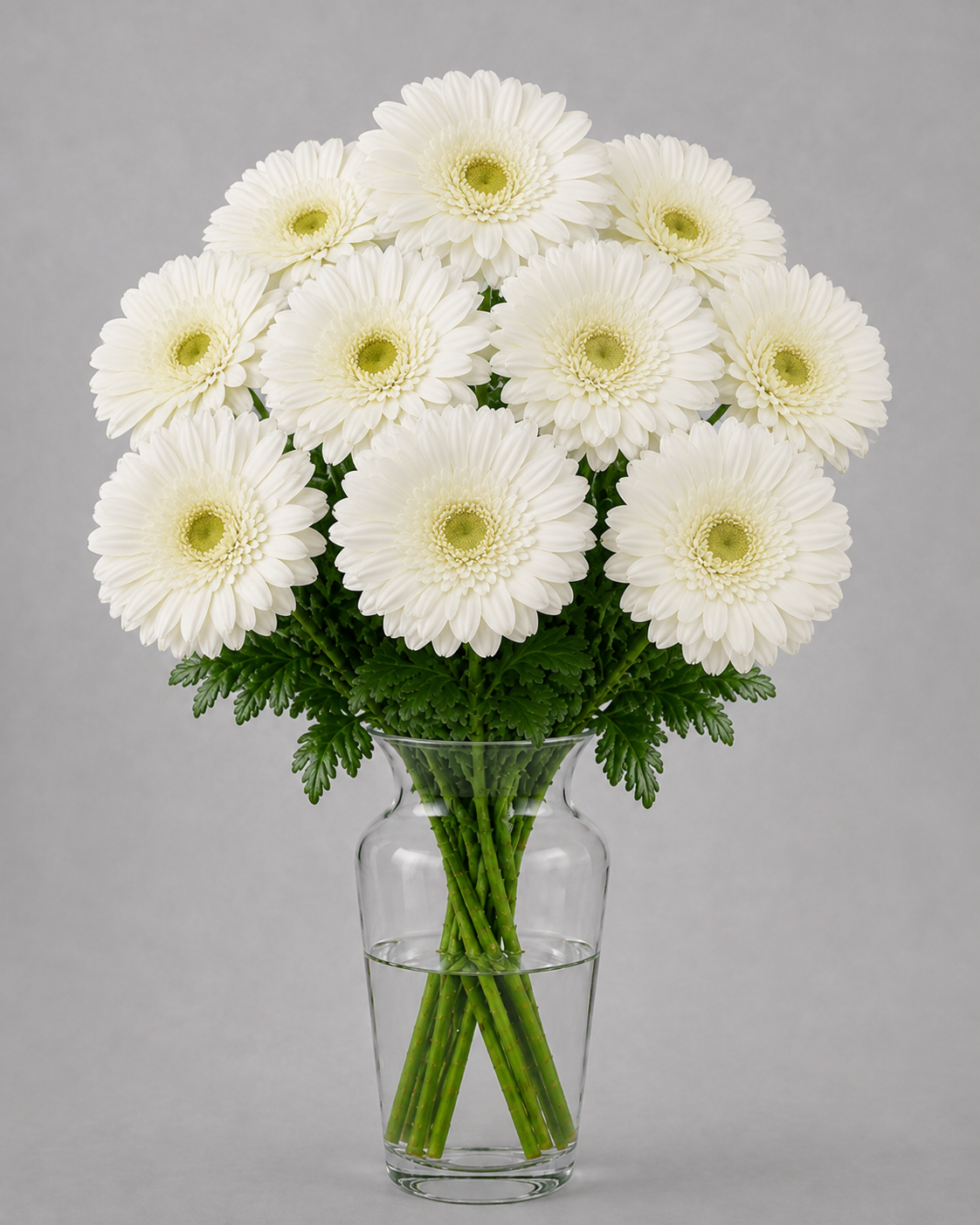 White Gerbera