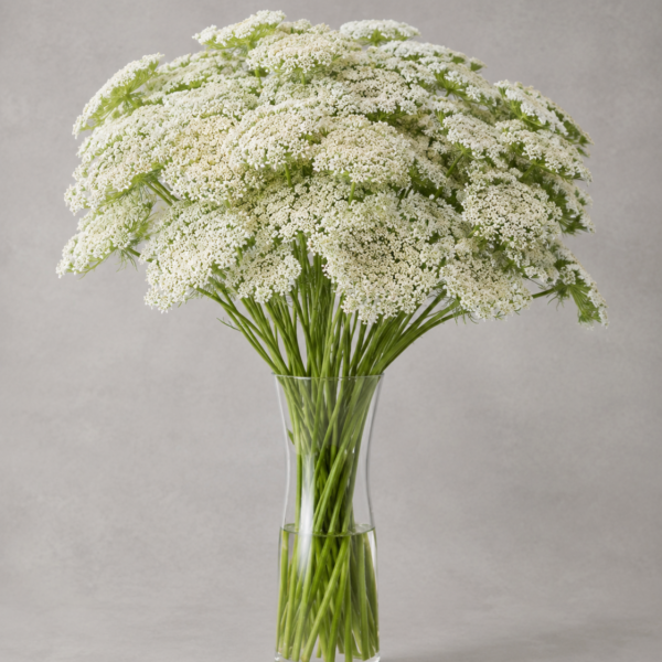 White Yarrow