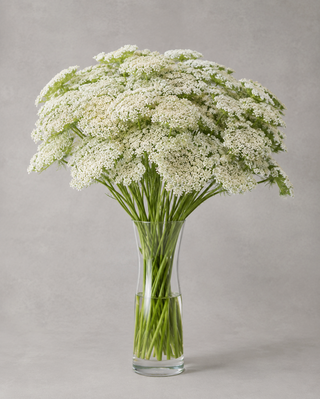 White Yarrow