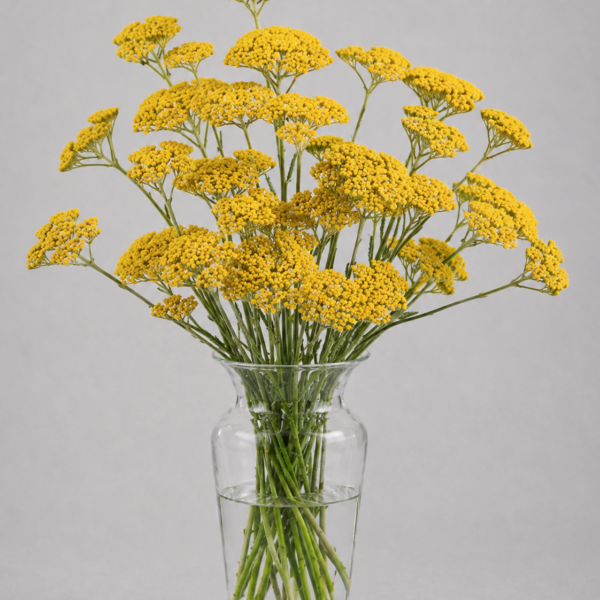 Yarrow Achillea