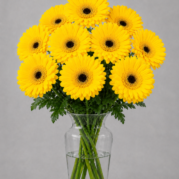 Yellow Gerbera